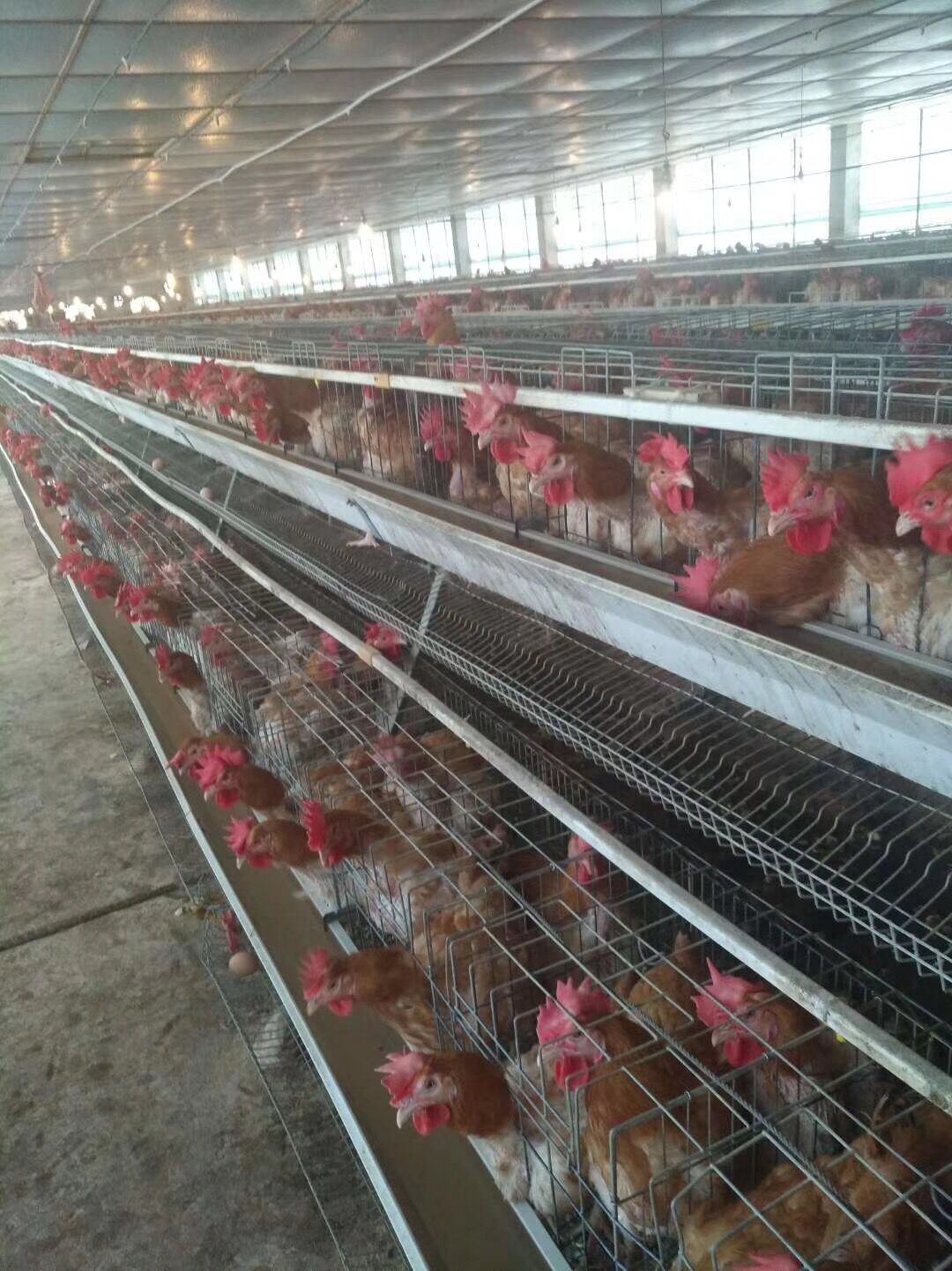 1645066744114851.jpg 養(yǎng)雞場.jpg